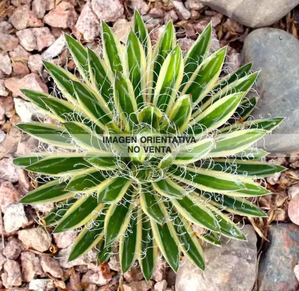 Agave schidigera cv. "Shira Ito No Hoi"