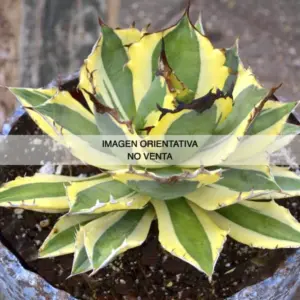 Agave titanota "Snaggle Tooth"