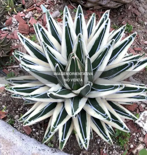 Agave victoriae-reginae "White Rhino"