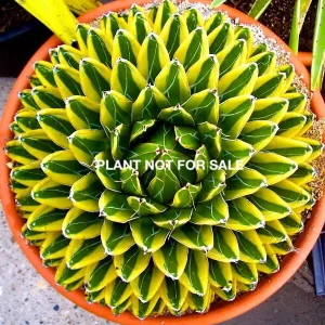 Agave Victoriae-Reginae "Kizan" Variegata