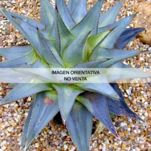 Agave pumila
