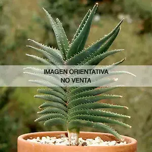 Aloe calcairophylla