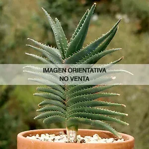 Aloe calcairophylla