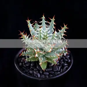 Aloe erinacea