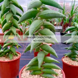Aloe pearsonii