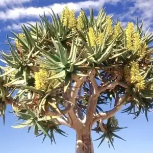 Aloe dichotoma