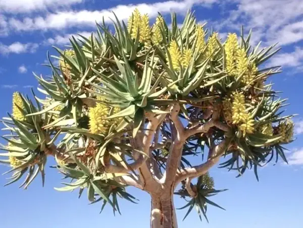 Aloe dichotoma