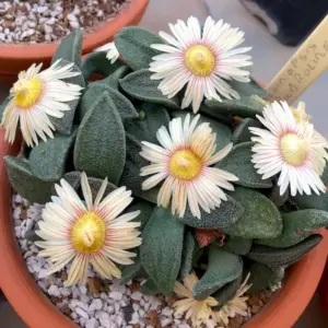 Aloinopsis rubrolineata