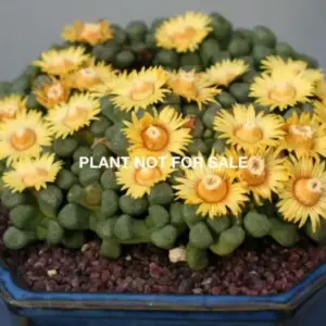 Aloinopsis schoonesii