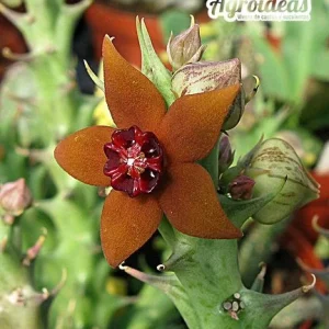 Angolluma gilberthii, Mekele, Etiopia