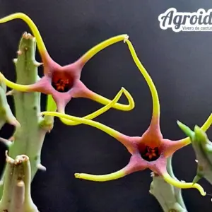 Angolluma lugardii