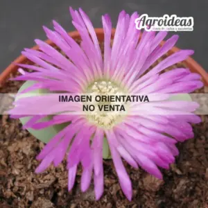 Argyroderma delaetii "Ringens SB613"