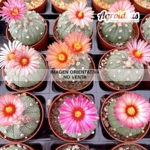 Astrophytum asterias "AKABANA"