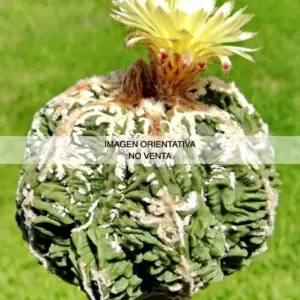 Astrophytum cv. "Fire Works"