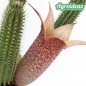 Tavaresia barklyi