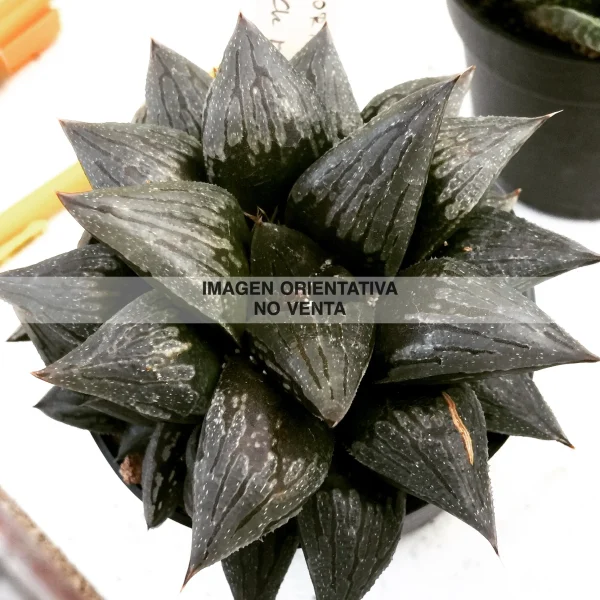 Haworthia "Black major"