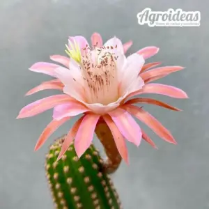Borzicactus aureispina