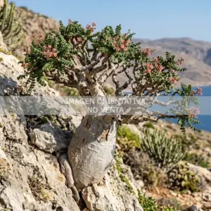 Boswellia nana