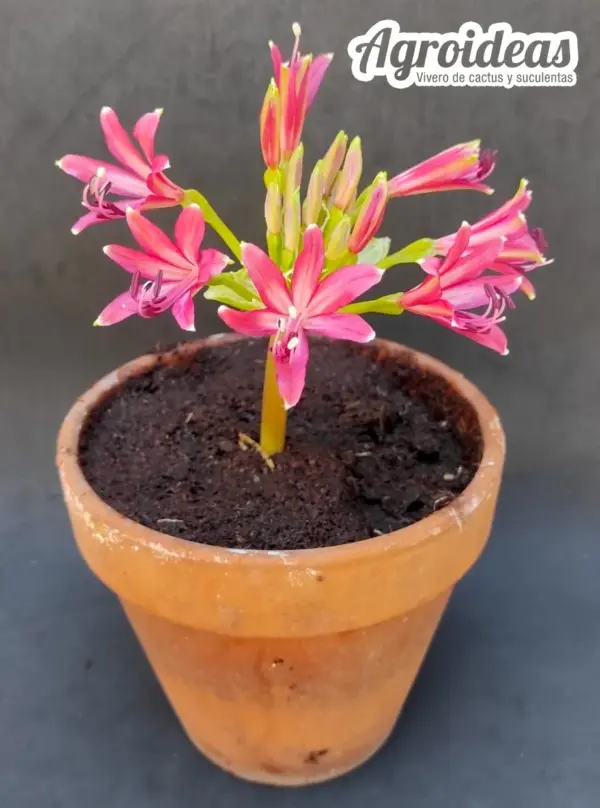 Brunsvigia wismaniae