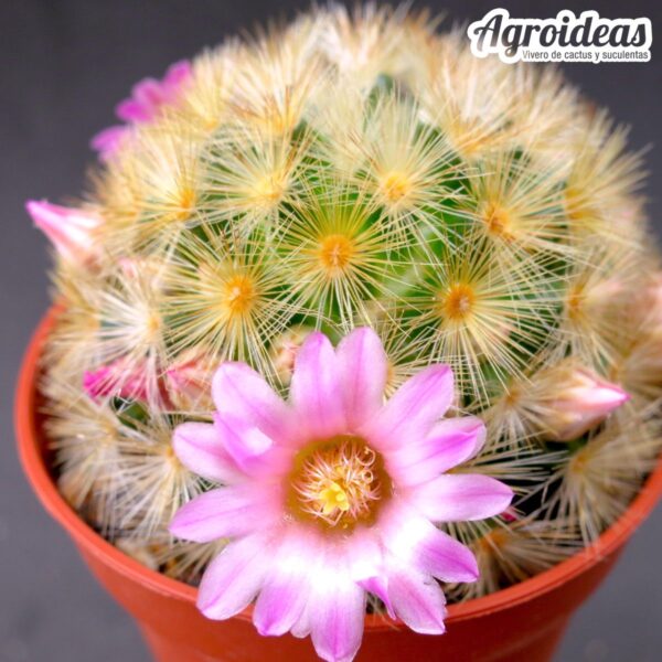 Mammillaria carmenae C6 "Flor rosa"