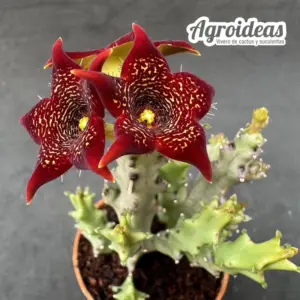 Caralluma X socotrana "Full Flames"