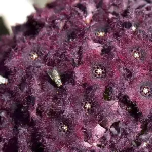 Caralluma Russelliana