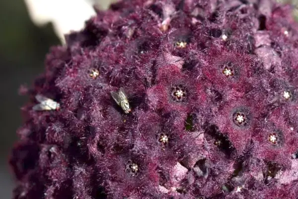 Caralluma Russelliana