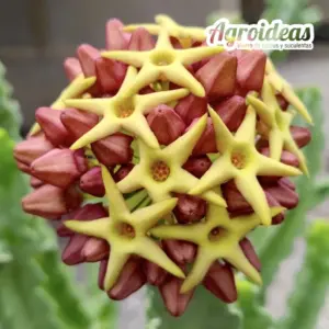 Caralluma acutangula X tardellii