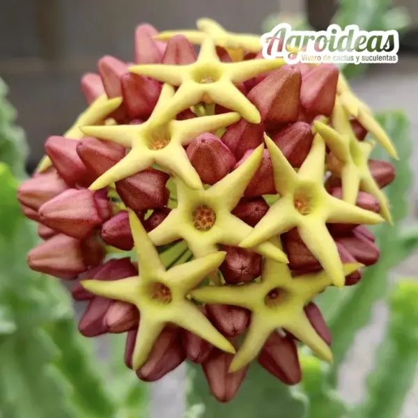 Caralluma acutangula X tardellii