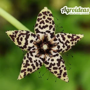 Caralluma albocastanea