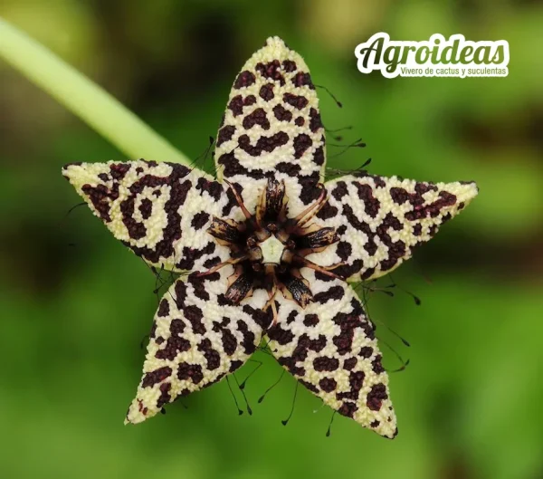 Caralluma albocastanea
