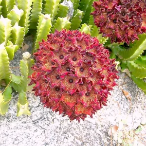Caralluma diffusa