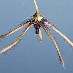 Caralluma flavovirens