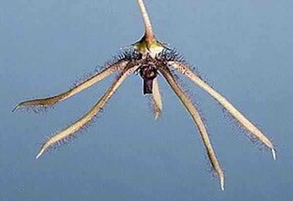 Caralluma flavovirens