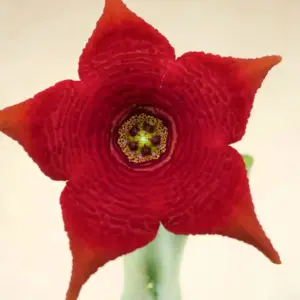 Caralluma socotrana