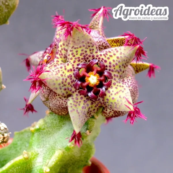 Caralluma hexagona "Lavranos"