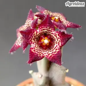 Caralluma joannis