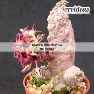 Caralluma shadhbana X Pseudolithos cubiformis