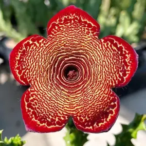 Caralluma socotrana X Edithcolea grandis