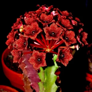 Caralluma umbellata