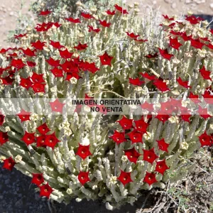 Caralluma socotrana