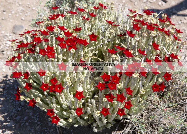 Caralluma socotrana
