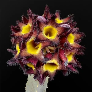 Caralluma speciosa