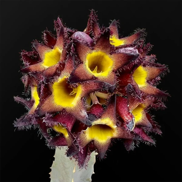 Caralluma speciosa