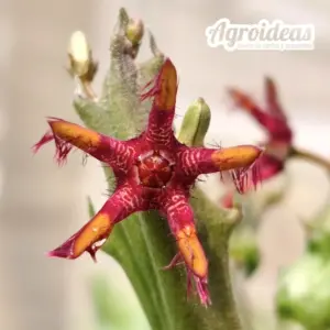 Carallutidocaulon "Bandhani Saree"