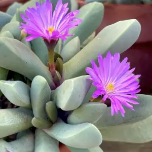 Cerochlamys pachyphylla