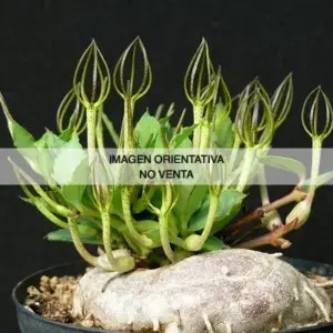 Ceropegia conrathii