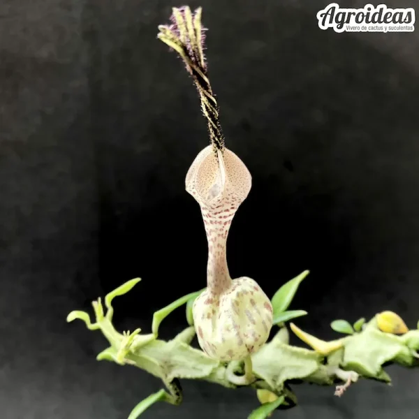 Ceropegia simoneae "green form"