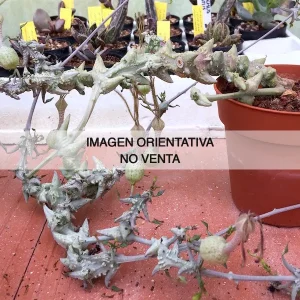 Ceropegia simoniae sp. nova