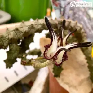 Ceropegia stapeliformis fr. monstruosa